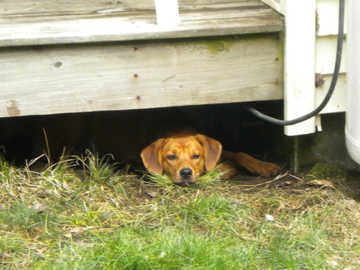Mookie under the deck